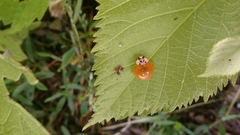 Harmonia axyridis