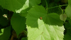 Harmonia axyridis