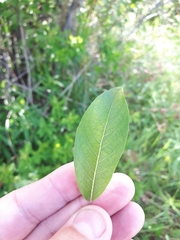 Salix pyrifolia
