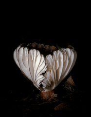 Lactifluus sepiaceus