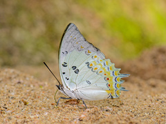 Polyura delphis