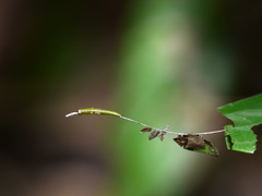 Agatasa calydonia