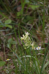 Dactylorhiza sambucina