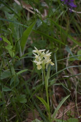 Dactylorhiza sambucina