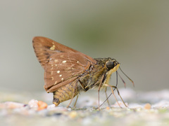 Pithauria marsena