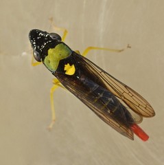 Acrogonia flavoscutellata
