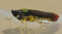 Acrogonia flavoscutellata