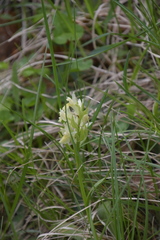 Dactylorhiza sambucina