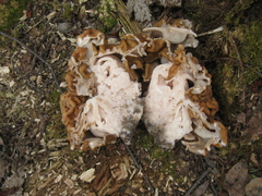 Gyromitra gigas