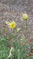Tragopogon