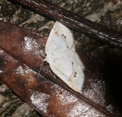 Asthena undulata