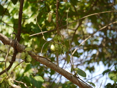 Derris trifoliata