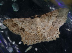 Calletaera subexpressa