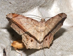 Chiasmia ozararia
