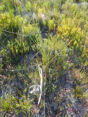 Bobartia longicyma