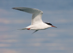 Sterna hirundo