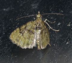 Chloroclystis conversa