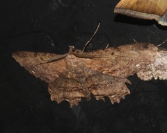 Chorodna creataria