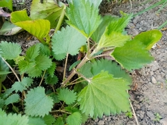 Urtica dioica
