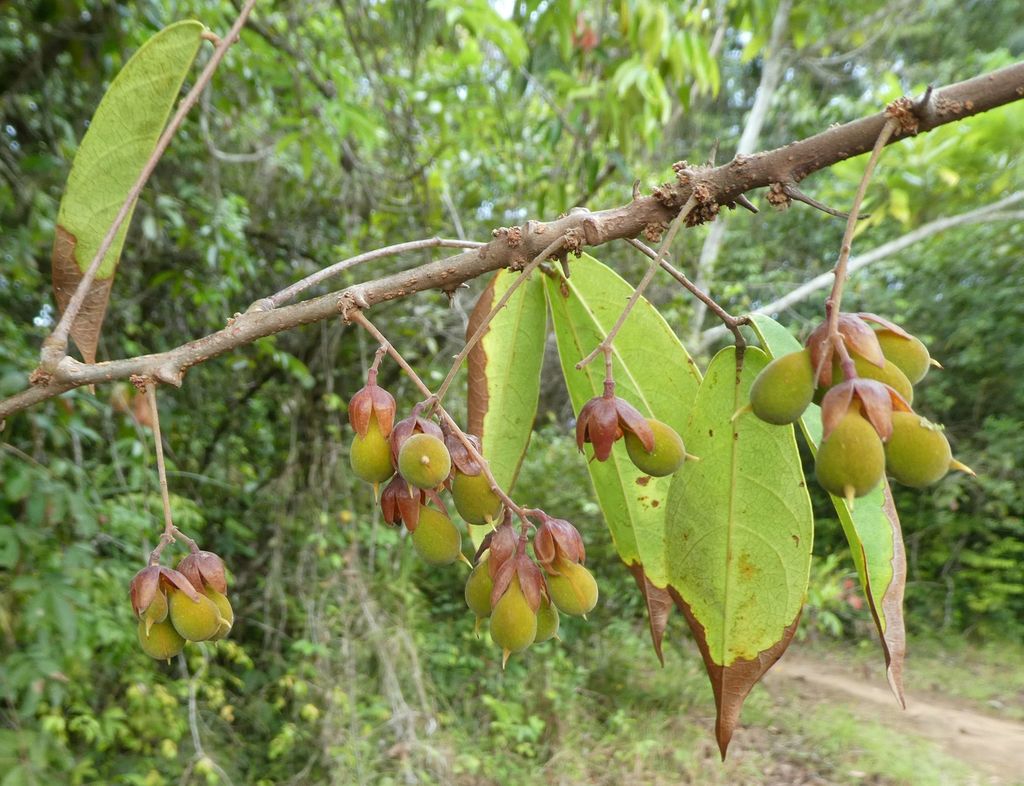 Manotes macrantha