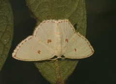 Comostola meritaria