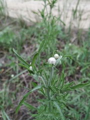 Centaurea pineticola