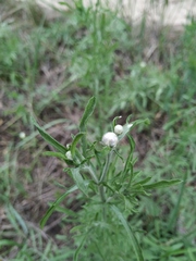 Centaurea pineticola