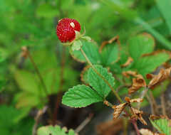 Potentilla hebiichigo