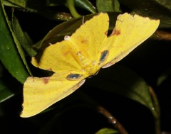 Corymica spatiosa