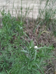 Centaurea pineticola