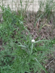 Centaurea pineticola