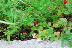 Potentilla hebiichigo