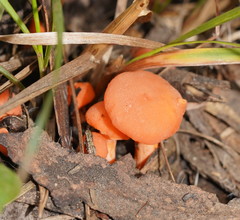 Cantharellus concinnus