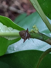 Alcimocoris japonensis