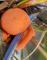 Cantharellus concinnus