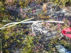 Bobartia longicyma