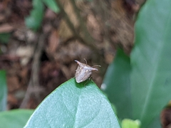 Alcimocoris japonensis