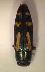 Buprestis rufipes