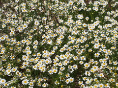 Matricaria
