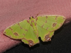 Agathia lycaenaria