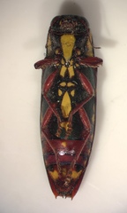 Buprestis rufipes