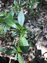 Rauvolfia verticillata