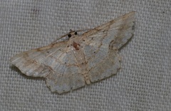 Calletaera subexpressa