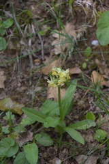 Dactylorhiza sambucina