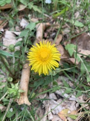 Taraxacum
