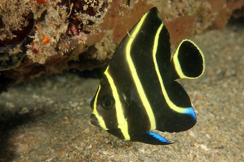 French Angelfish
