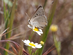 Tharsalea xanthoides