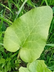 Arctium tomentosum