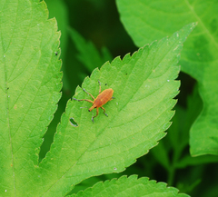 Lixus impressiventris