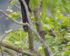 Cuculus clamosus clamosus